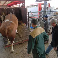 Chargement de bovins destinés à  l'abattoir.