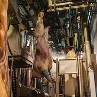 Chaine d'habillage abattoir TEBA