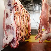 Carcasses frigos abattoir TEBA