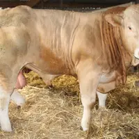 <em class="placeholder">blonde d'Aquitaine Éric Geoffroy Eure-et-Loir sabot d'or</em>