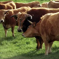 Bovins viande  génisses de renouvellement et taureau Aubrac au pâturage