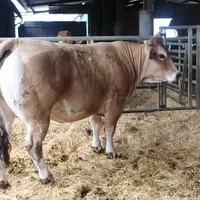 <em class="placeholder">vache parthenaise en finition stabulation</em>