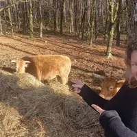Cathy Donnedevie, éleveuse de vaches allaitantes, devant des vaches limousines dans une parcelle en sous-bois