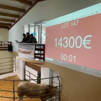 vente aux enchères Blonde Génétique taureau