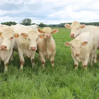 vaches charolaises pâturage