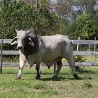 Taureau de race Brahman le long d’un parc de contention