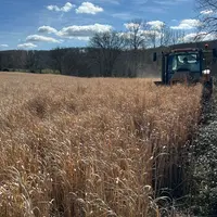 <em class="placeholder">récolte switchgrass panic érigé pour litière pour bovins</em>