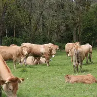 Taureau parmi les vaches pleines et suitées au Gaec de la Blonde, où la reproduction est conduite en monte naturelle.