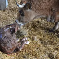 Bovins viande : le choix de la période de vêlage impacte les résultats techniques