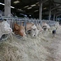 charolaises stabulation éleveur