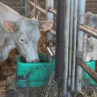 <em class="placeholder">vaches charolaises abreuvoir</em>
