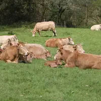 Vaches et leur suite au pâturage.