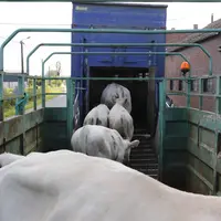 Chargement de bovins allaitants dans un camion bétaillère
