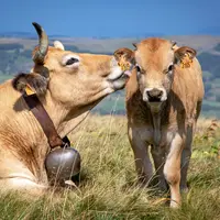 Vache au rac avec son veau dans une pâture