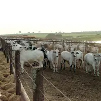 atelier d'engraissement de zébus au Brésil
