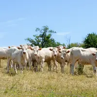 génisses charolaises dans une prairie en été