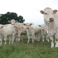 vaches et veaux charolais au pré.