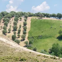 Green olive trees farmland, agricultural landscape with olives plant among hills, olive grove garden, large agricultural areas