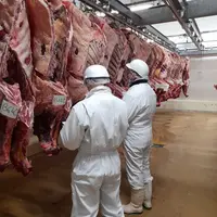abattoir carcasses vaches charolaises