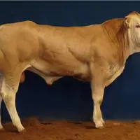 top price taureau blonde d'Aquitaine Adam