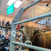 vente aux enchères taureaux aubrac