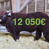 vente aux enchères taureaux Salers