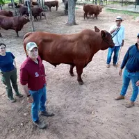 élevage bovin viande Paraguay