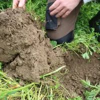 L'agriculture de conservation des sols permet d'améliorer la structure du sol. Ici, sous un méteil riche en légumine