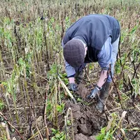 Agriculture avec sa bêche
