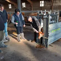 <em class="placeholder">formation ébourgeonnage veaux. Un veaux dans une cage de contention, et plusieurs personnes. </em>