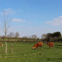 agroforesterie intraparcellaire prairie élevage bovin viande