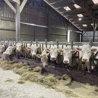 <em class="placeholder">vaches charolaises au cornadis stabulation</em>
