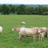 <em class="placeholder">vaches blondes d'Aquitaine au pré</em>