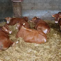 engraissement de jeunes bovins Limousine