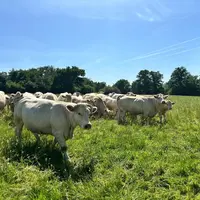 <em class="placeholder">Prairie pâturée avec un lot de charolaises avec leurs veaux.</em>