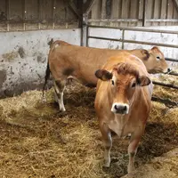 <em class="placeholder">vaches de réforme parthenaises en engraissement</em>