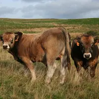 taureaux aubrac au pâturage