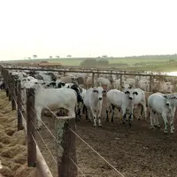 <em class="placeholder">bovins viande / zébus à l'engraissement / feedlots</em>