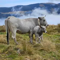 vache gasconne et son veau
