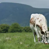 vache ferrandaise pâturant dans une prairie. Montagne en fond.