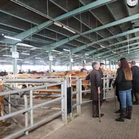 marché bétail vif de Châteaubriant (Loire-Atlantique) juin 2026