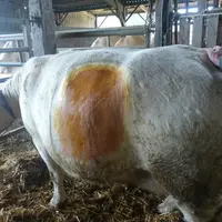 césarienne vache charolaise