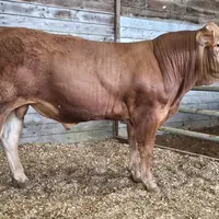 taureau limousin vente aux enchères station de Lanaud