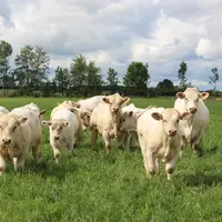 <em class="placeholder">vaches charolaises et leurs veaux au pré</em>