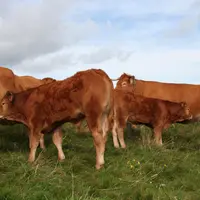vaches et broutards de race Limousine au pré
