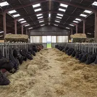 vaches Angus en bâtiment