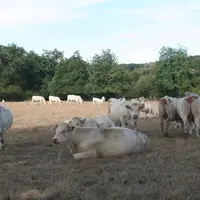 vaches charolaises au pré, l'herbe est sèche.