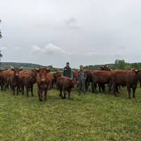 <em class="placeholder">éleveurs et vaches salers au pré</em>