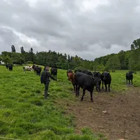 éleveur dans prairies avec bovins croisés