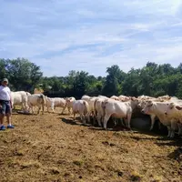 sécheresse Allier charolaises éleveur